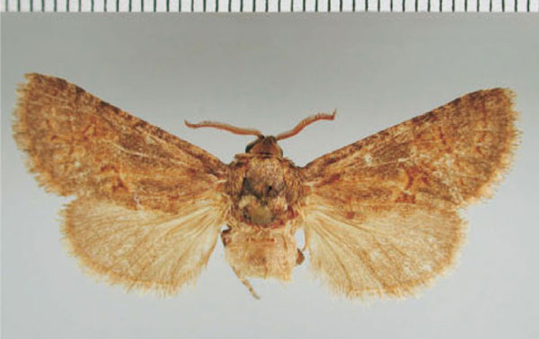 /filer/webapps/moths/media/images/P/punctulata_Lichtensteinia_AF_ZMHB.jpg