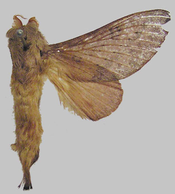 /filer/webapps/moths/media/images/P/punctulata_Pachypasa_HT_SNHM.jpg