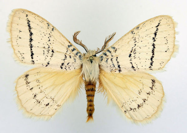/filer/webapps/moths/media/images/P/punctulata_Phiala_AM_Basquin_02.jpg