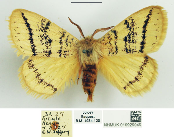 /filer/webapps/moths/media/images/P/punctulata_Phiala_AM_NHMUK_01.jpg