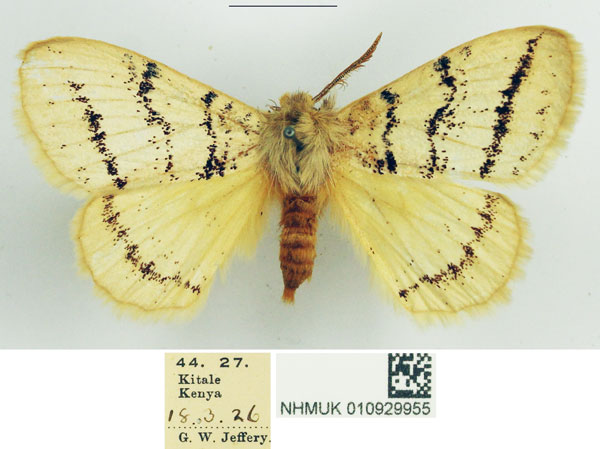 /filer/webapps/moths/media/images/P/punctulata_Phiala_AM_NHMUK_02.jpg