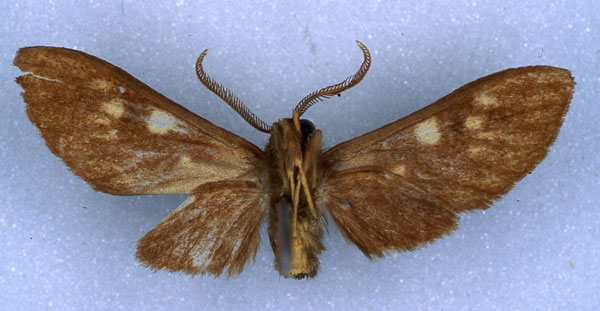 /filer/webapps/moths/media/images/P/punctulata_Rhipidarctia_HT_RMCA_02.jpg