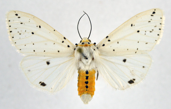 /filer/webapps/moths/media/images/P/punctulatum_Micralarctia_AF_NHMO.jpg