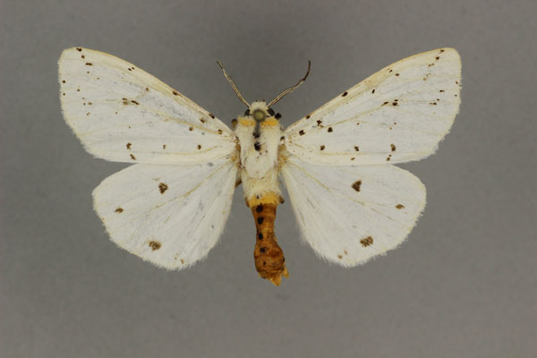 /filer/webapps/moths/media/images/P/punctulatum_Micralarctia_AM_BMNH.jpg