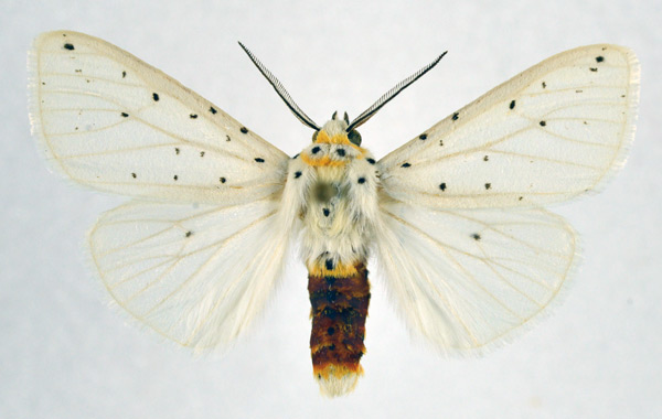 /filer/webapps/moths/media/images/P/punctulatum_Micralarctia_AM_NHMO.jpg