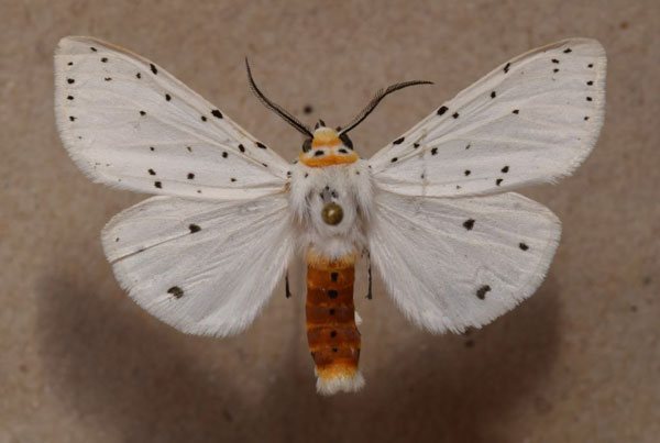 /filer/webapps/moths/media/images/P/punctulatum_Micralarctia_A_Butler.jpg