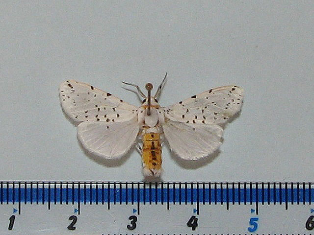 /filer/webapps/moths/media/images/P/punctulatum_Micralarctia_A_Goff_02.jpg