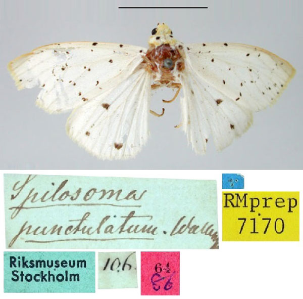 /filer/webapps/moths/media/images/P/punctulatum_Spilosoma_HT_SNHM.jpg