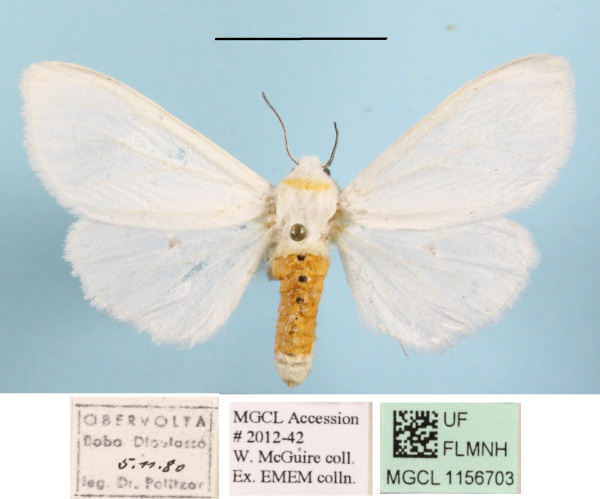 /filer/webapps/moths/media/images/P/punctulatum_edlingeri_Micralarctia_A_MGCLa_01.JPG