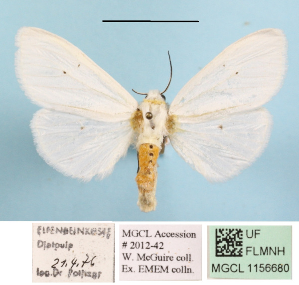 /filer/webapps/moths/media/images/P/punctulatum_edlingeri_Micralarctia_A_MGCLa_02.JPG