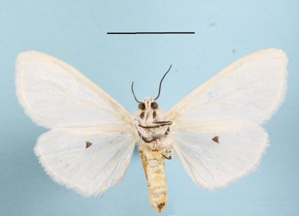 /filer/webapps/moths/media/images/P/punctulatum_edlingeri_Micralarctia_A_MGCLb_01.JPG
