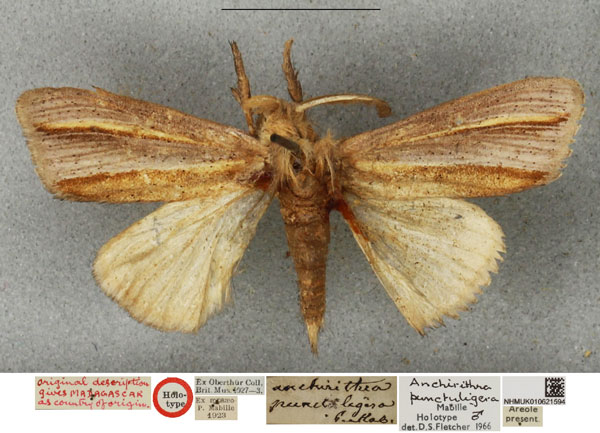 /filer/webapps/moths/media/images/P/punctuligera_Anchirithra_HT_NHMUK.jpg