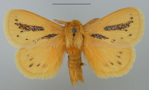 /filer/webapps/moths/media/images/P/punctuligera_Laeliopsis_AM_TMSA.jpg