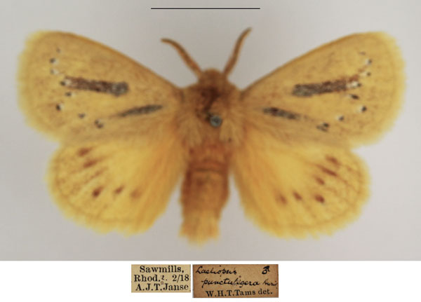 /filer/webapps/moths/media/images/P/punctuligera_Laeliopsis_AM_TMSA_02.jpg