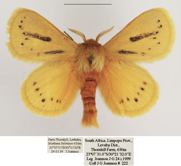 /filer/webapps/moths/media/images/P/punctuligera_Laeliopsis_AM_TMSA_04.jpg