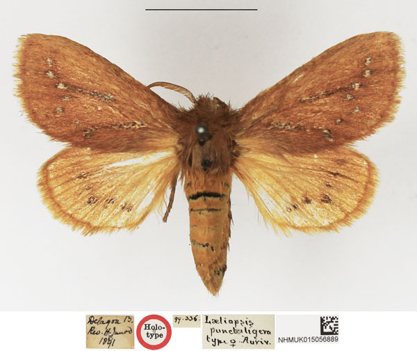 /filer/webapps/moths/media/images/P/punctuligera_Laeliopsis_HT_NHMUK.jpg