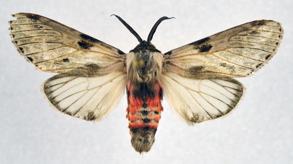 /filer/webapps/moths/media/images/P/punctum_Fentonina_AM_NHMO.jpg