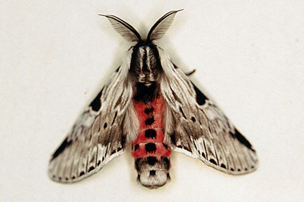 /filer/webapps/moths/media/images/P/punctum_Fentonina_AM_Roland.jpg