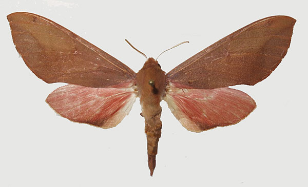 /filer/webapps/moths/media/images/P/punctum_Phylloxiphia_AF_Basquin.jpg