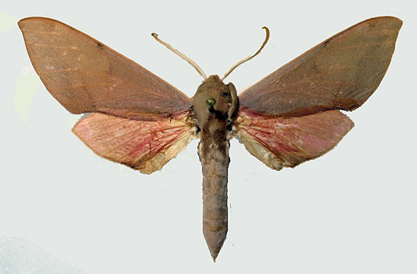 /filer/webapps/moths/media/images/P/punctum_Phylloxiphia_AM_Basquin.jpg