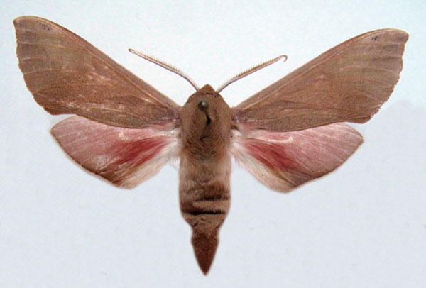 /filer/webapps/moths/media/images/P/punctum_Phylloxiphia_AM_Basquin_02.jpg
