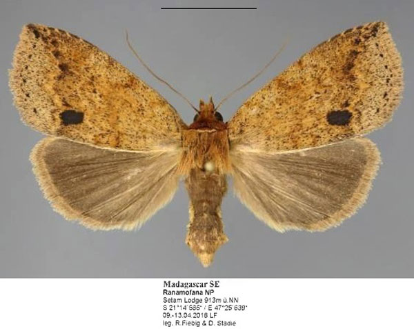 /filer/webapps/moths/media/images/P/punctum_Xylostola_AF_Fiebig.jpg