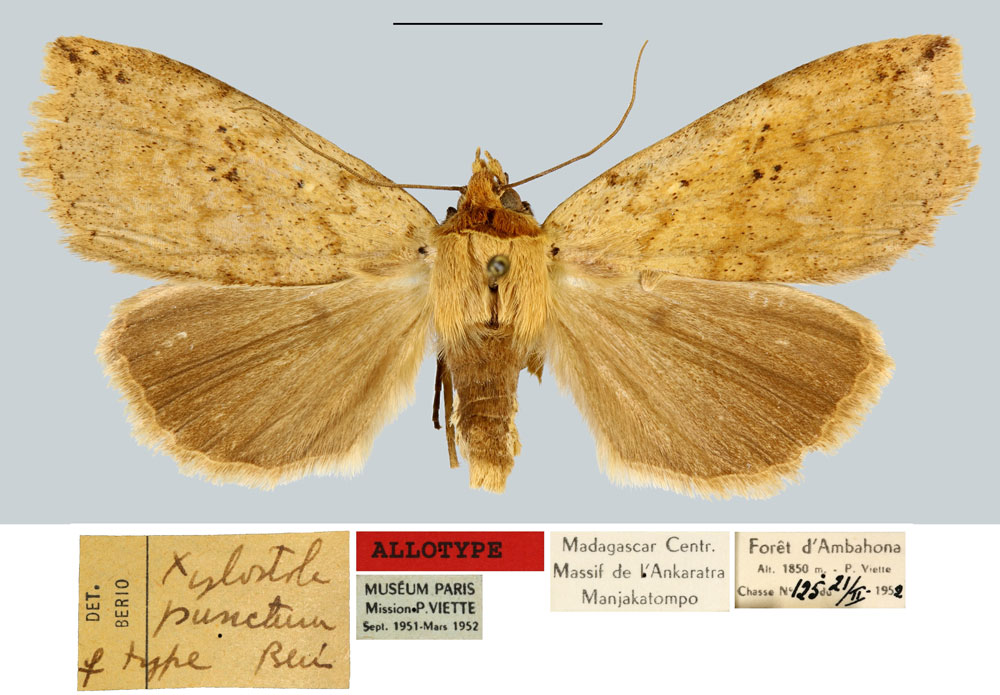 /filer/webapps/moths/media/images/P/punctum_Xylostola_AT_MNHN.jpg