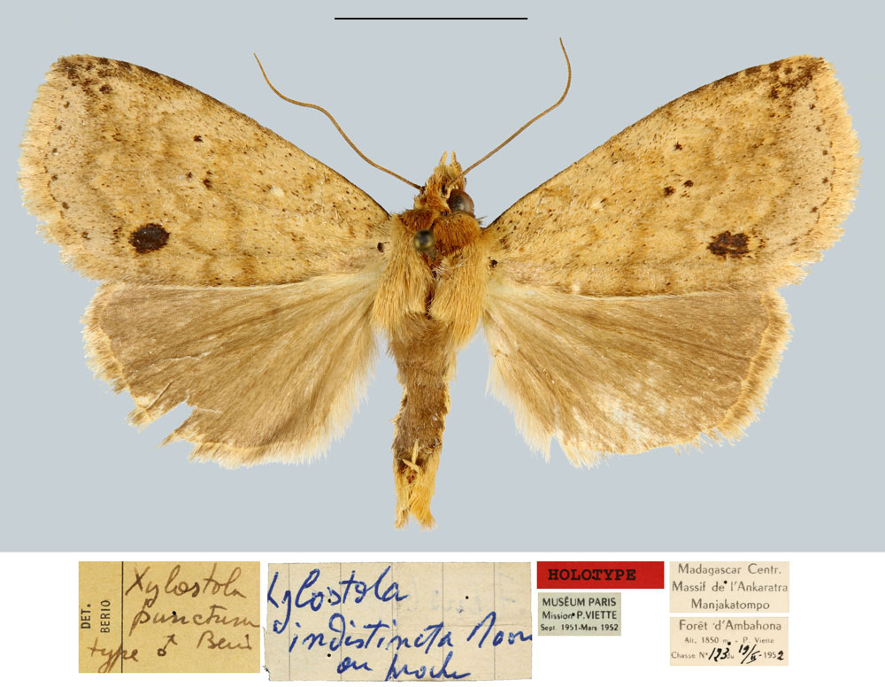 /filer/webapps/moths/media/images/P/punctum_Xylostola_HT_MNHN.jpg
