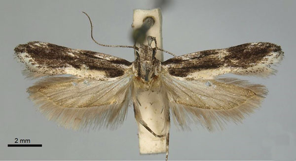 /filer/webapps/moths/media/images/P/pundamilia_Tricerophora_HT_TMSA.jpg