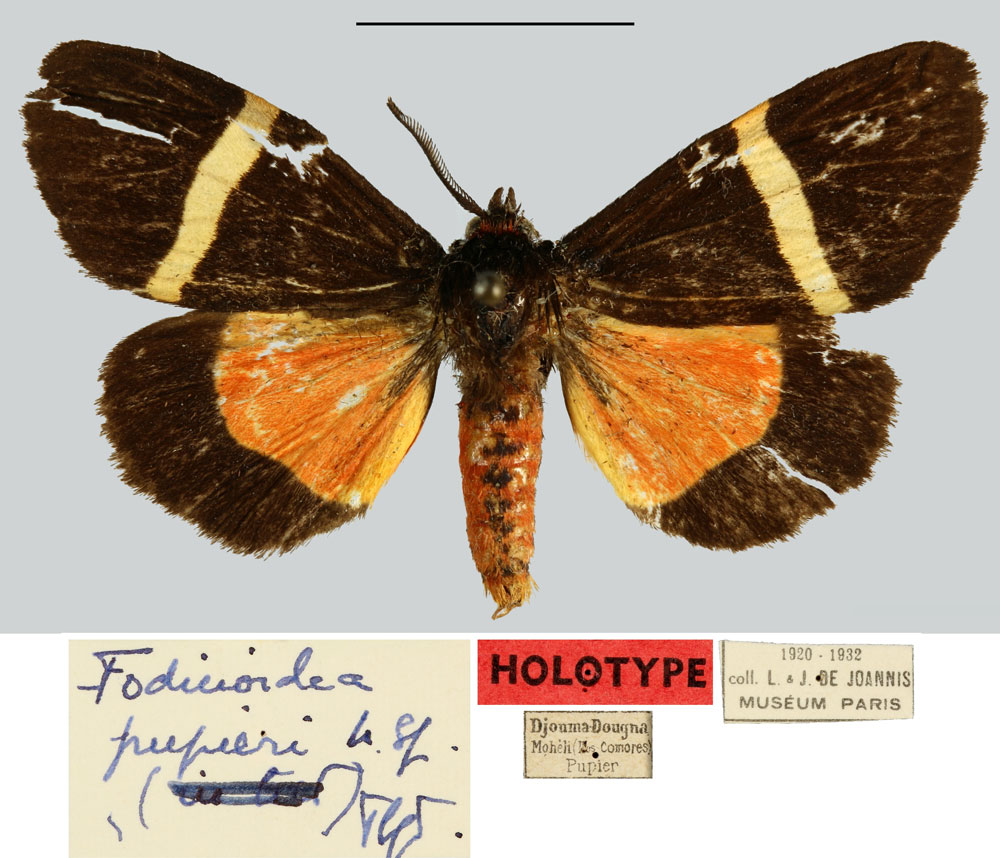 /filer/webapps/moths/media/images/P/pupieri_Fodinoidea_HT_MNHN.jpg