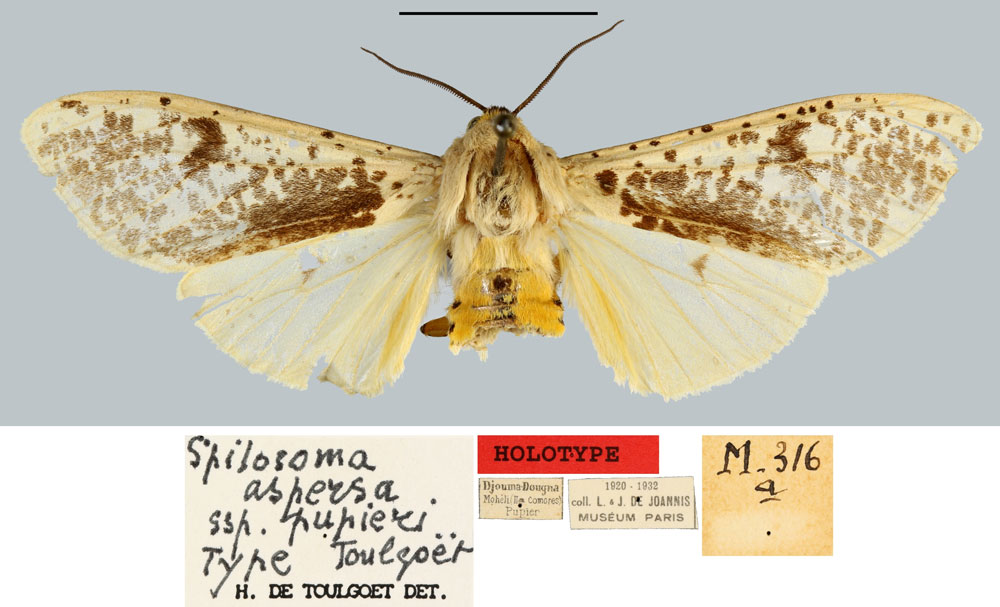 /filer/webapps/moths/media/images/P/pupieri_Spilosoma_HT_MNHN.jpg