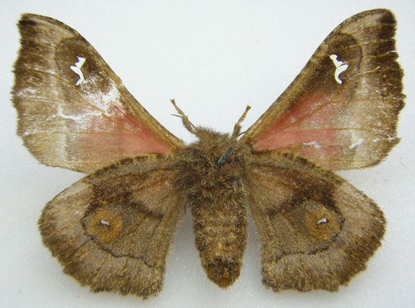 /filer/webapps/moths/media/images/P/pupillata_Ludia_AF_NHMUKb.jpg