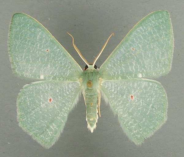 /filer/webapps/moths/media/images/P/pupillata_Prasinocyma_AM_TMSA_01.jpg