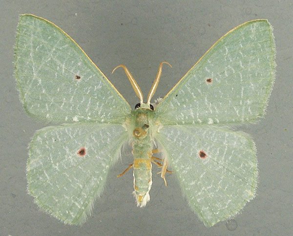 /filer/webapps/moths/media/images/P/pupillata_Prasinocyma_AM_TMSA_02.jpg
