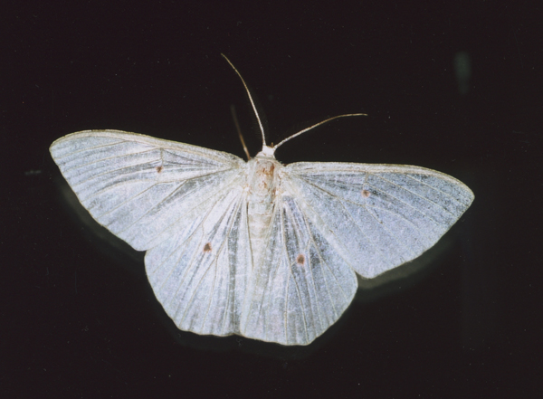 /filer/webapps/moths/media/images/P/pupillata_Prasinocyma_A_Roland_03.jpg