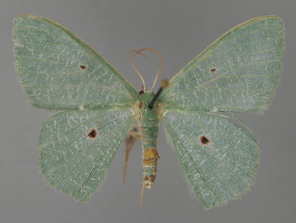 /filer/webapps/moths/media/images/P/pupillata_Prasinocyma_A_ZSM_01.jpg