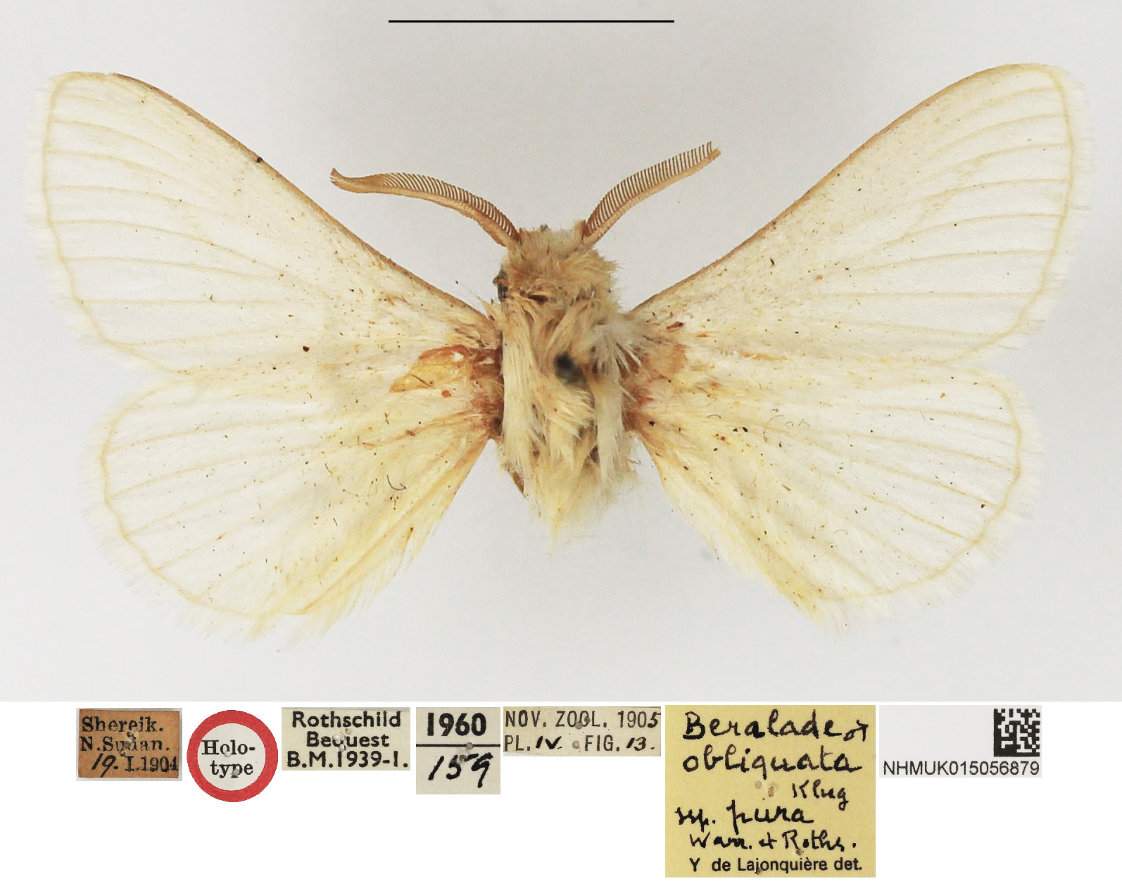 /filer/webapps/moths/media/images/P/pura_Beralade_HT_NHMUK.JPG