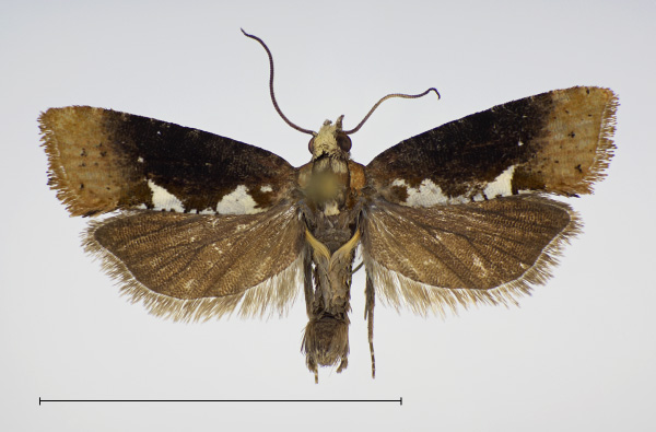 /filer/webapps/moths/media/images/P/purana_Multiquaestia_PT_KSund_01.jpg