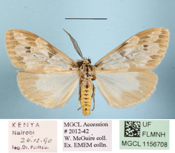 /filer/webapps/moths/media/images/P/purata_Galtara_AM_MGCLa_01.JPG