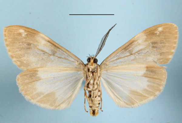/filer/webapps/moths/media/images/P/purata_Galtara_AM_MGCLb_01.JPG