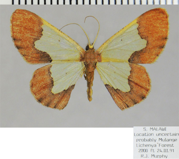/filer/webapps/moths/media/images/P/purimargo_Zamarada_AF_ZSM_E6n3L3i.jpg
