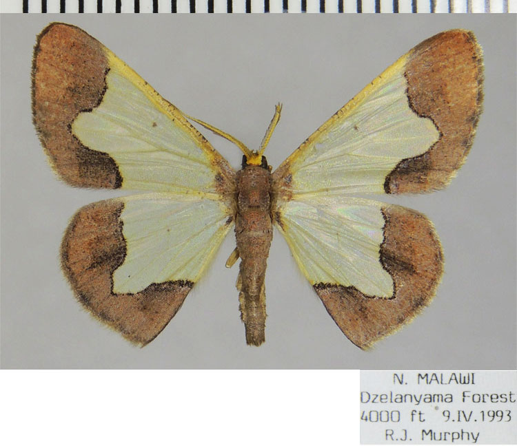/filer/webapps/moths/media/images/P/purimargo_Zamarada_AM_ZSM_Tky5E2k.jpg