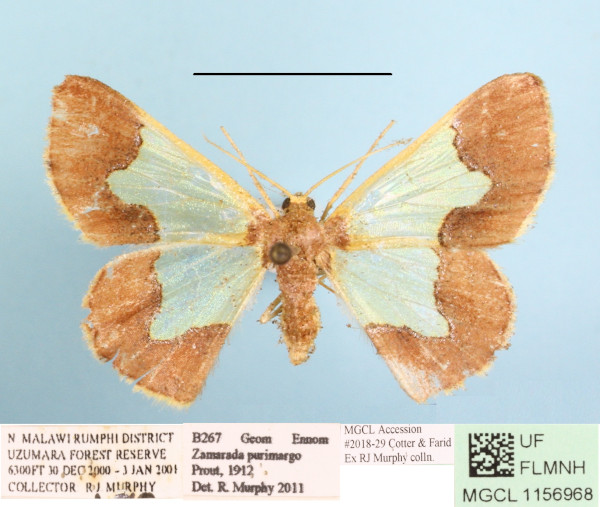 /filer/webapps/moths/media/images/P/purimargo_Zamarada_A_MGCLa_01_R5mgRgh.jpg