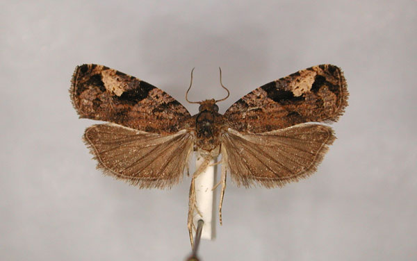 /filer/webapps/moths/media/images/P/purpurana_Megalota_PT1_RMCA_01.jpg