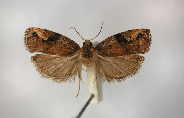 /filer/webapps/moths/media/images/P/purpurana_Megalota_PT5_RMCA_01.jpg