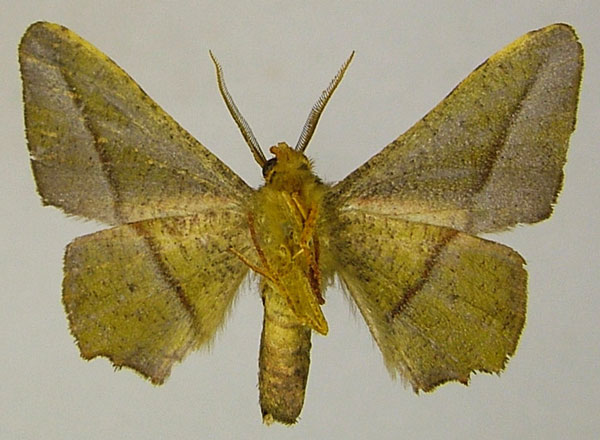 /filer/webapps/moths/media/images/P/purpuraria_Hemicopsis_AM_ZSMb.jpg