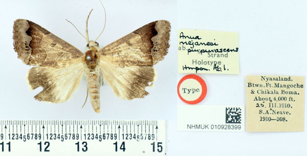/filer/webapps/moths/media/images/P/purpurascens_Anua_HT_BMNH.jpg