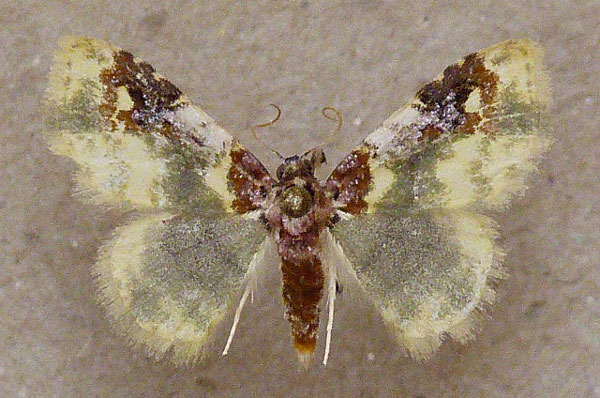 /filer/webapps/moths/media/images/P/purpurascens_Chrysozonata_A_Butler.jpg
