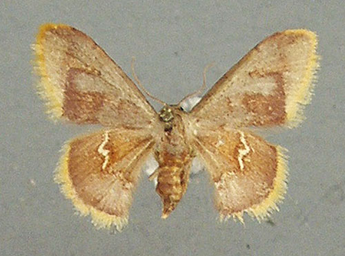 /filer/webapps/moths/media/images/P/purpurascens_Idaea_AF_TMSA.jpg