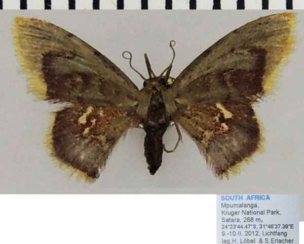 /filer/webapps/moths/media/images/P/purpurascens_Idaea_AF_ZSMa.jpg